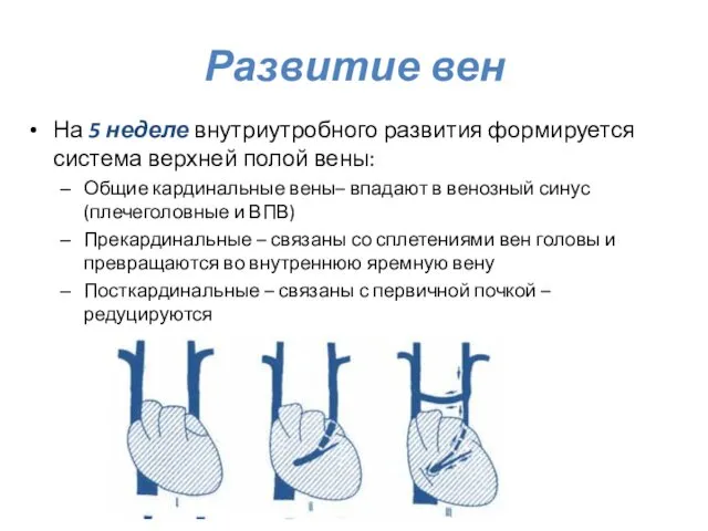 Развитие вен На 5 неделе внутриутробного развития формируется система верхней