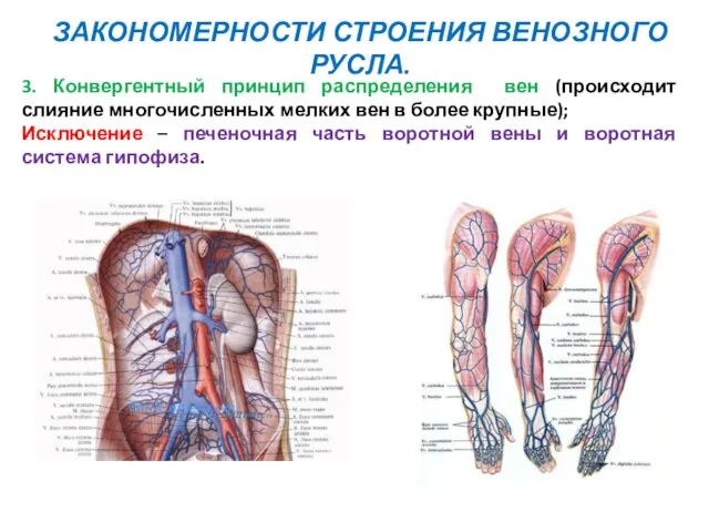 3. Конвергентный принцип распределения вен (происходит слияние многочисленных мелких вен