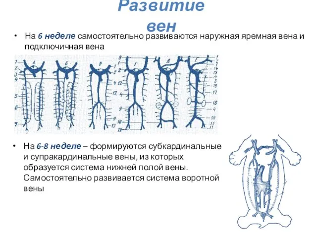 Развитие вен На 6 неделе самостоятельно развиваются наружная яремная вена