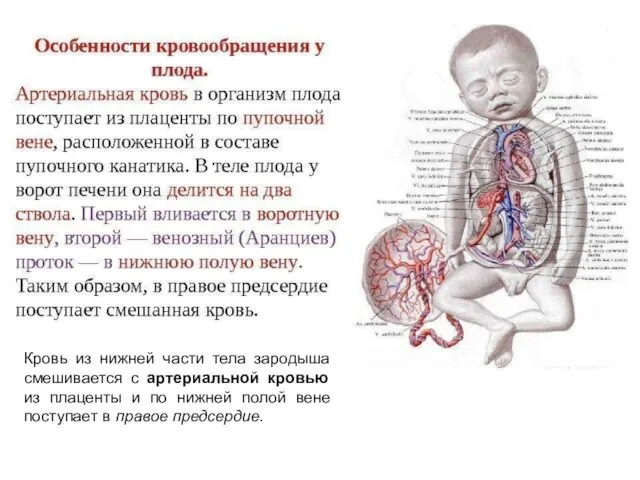 Кровь из нижней части тела зародыша смешивается с артериальной кровью