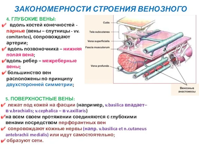 4. ГЛУБОКИЕ ВЕНЫ: вдоль костей конечностей - парные (вены –