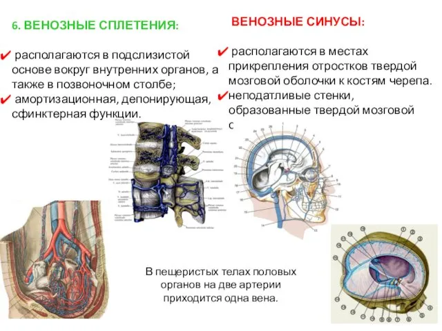 6. ВЕНОЗНЫЕ СПЛЕТЕНИЯ: располагаются в подслизистой основе вокруг внутренних органов,