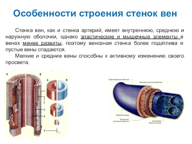 Особенности строения стенок вен Стенка вен, как и стенка артерий,