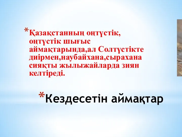 Қазақстанның оңтүстік,оңтүстік шығыс аймақтарында,ал Солтүстікте диірмен,наубайхана,сырахана сияқты жылыжайларда зиян келтіреді. Кездесетін аймақтар