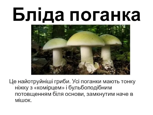 Бліда поганка Це найотруйніші гриби. Усі поганки мають тонку ніжку