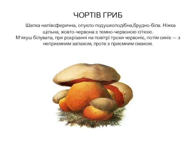 ЧОРТІВ ГРИБ Шапка напівсферична, опукло-подушкоподібна,брудно-біла. Ніжка щільна, жовто-червона з темно-червоною