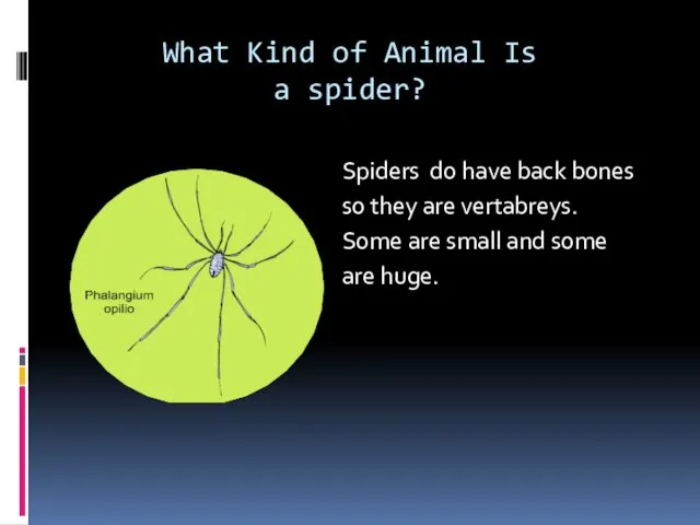 What Kind of Animal Is a spider? Spiders do have
