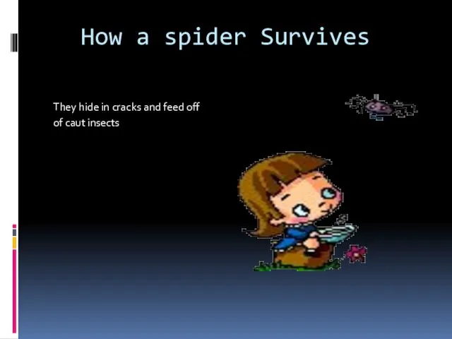 How a spider Survives They hide in cracks and feed off of caut insects