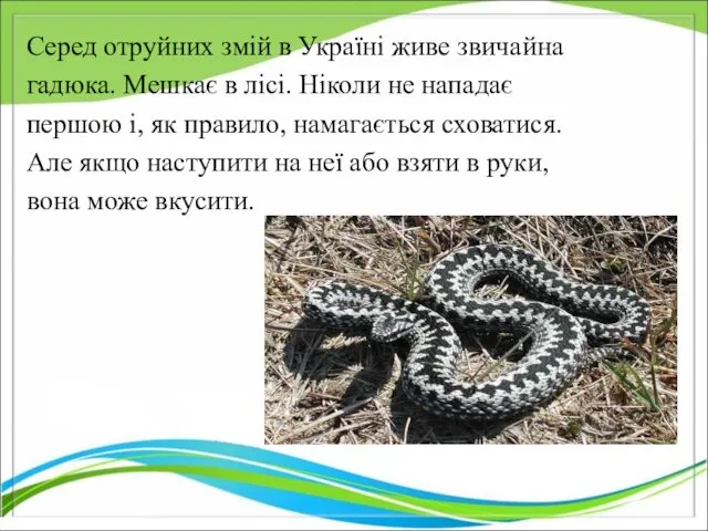 Серед отруйних змій в Україні живе звичайна гадюка. Мешкає в