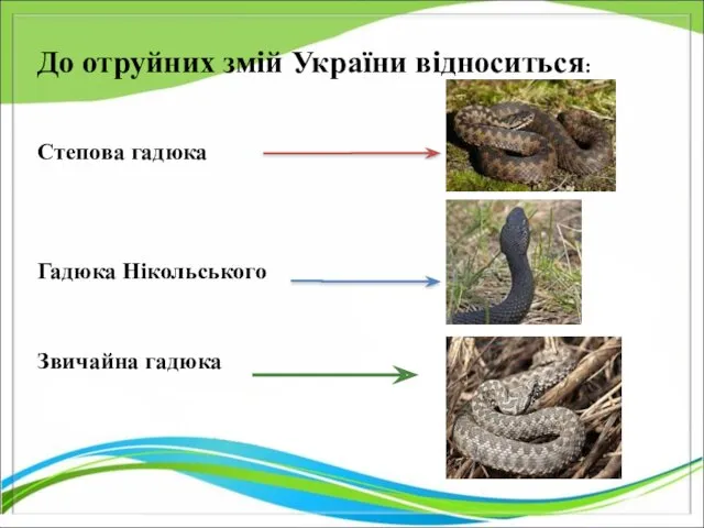 До отруйних змій України відноситься: Степова гадюка Гадюка Нікольського Звичайна гадюка