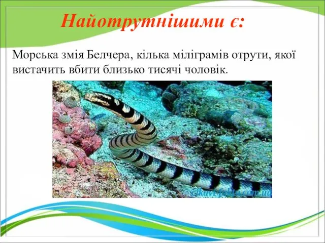 Найотрутнішими є: Морська змія Белчера, кілька міліграмів отрути, якої вистачить вбити близько тисячі чоловік.