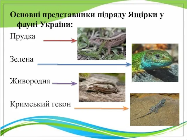 Основні представники підряду Ящірки у фауні України: Прудка Зелена Живородна Кримський гекон