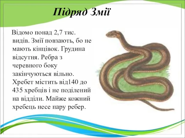 Підряд Змії Відомо понад 2,7 тис. видів. Змії повзають, бо