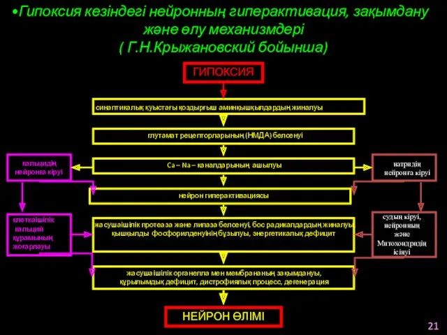 Гипоксия кезіндегі нейронның гиперактивация, зақымдану және өлу механизмдері ( Г.Н.Крыжановский