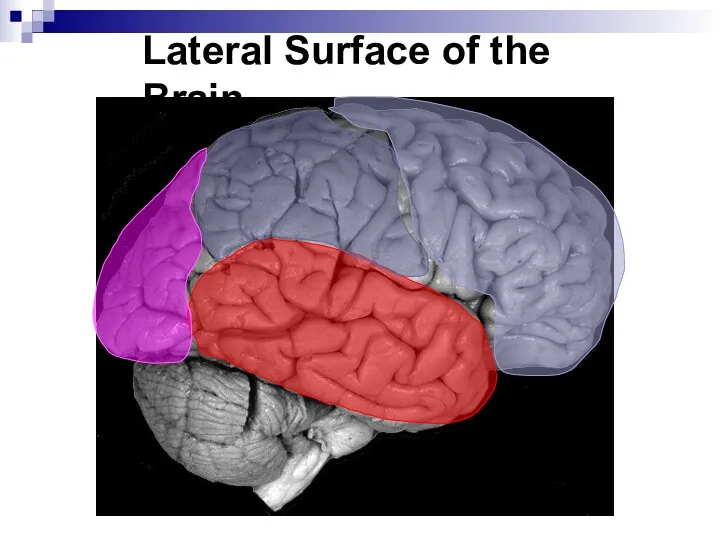 Lateral Surface of the Brain
