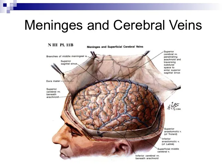 Meninges and Cerebral Veins