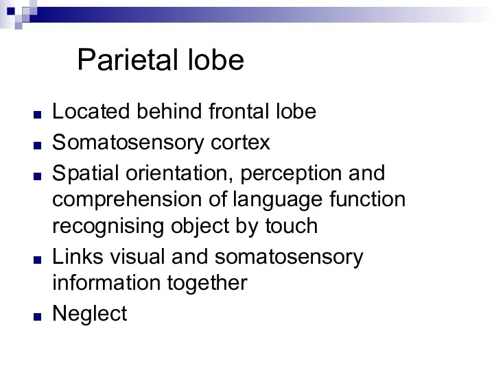 Parietal lobe Located behind frontal lobe Somatosensory cortex Spatial orientation,