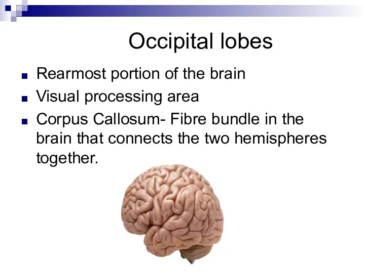 Occipital lobes Rearmost portion of the brain Visual processing area