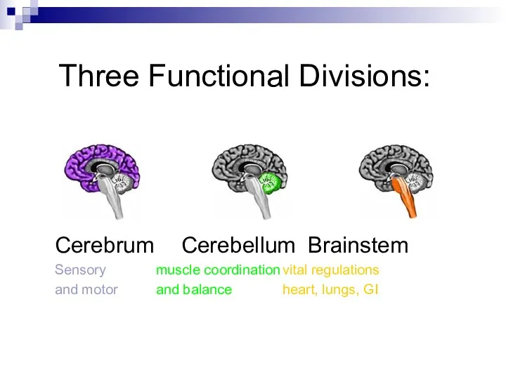 Three Functional Divisions: Cerebrum Cerebellum Brainstem Sensory muscle coordination vital