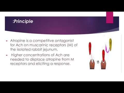Principle: Atropine is a competitive antagonist for Ach on muscarinic