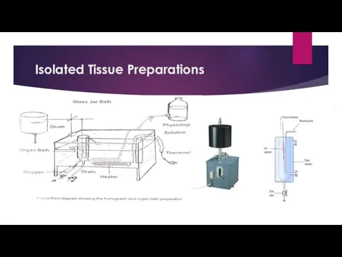 Isolated Tissue Preparations