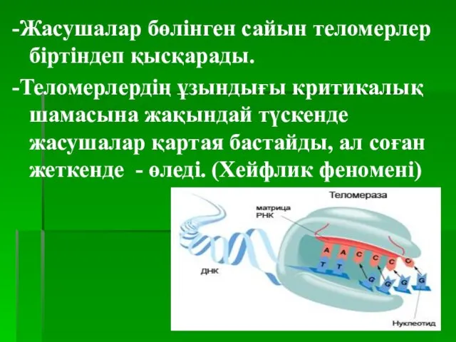 -Жасушалар бөлінген сайын теломерлер біртіндеп қысқарады. -Теломерлердің ұзындығы критикалық шамасына жақындай түскенде жасушалар