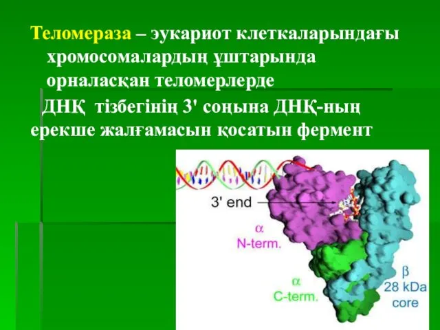 Теломераза – эукариот клеткаларындағы хромосомалардың ұштарында орналасқан теломерлерде ДНҚ тізбегінің 3' соңына ДНҚ-ның