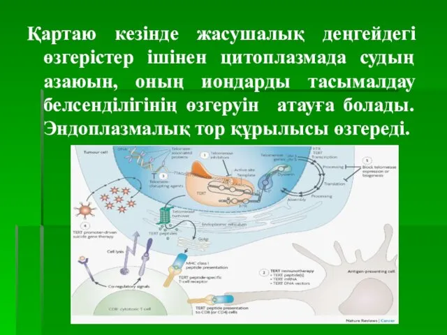 Қартаю кезінде жасушалық деңгейдегі өзгерістер ішінен цитоплазмада судың азаюын, оның иондарды тасымалдау белсенділігінің