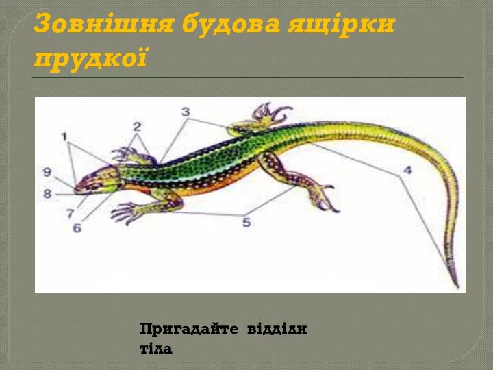 Зовнішня будова ящірки прудкої Пригадайте відділи тіла