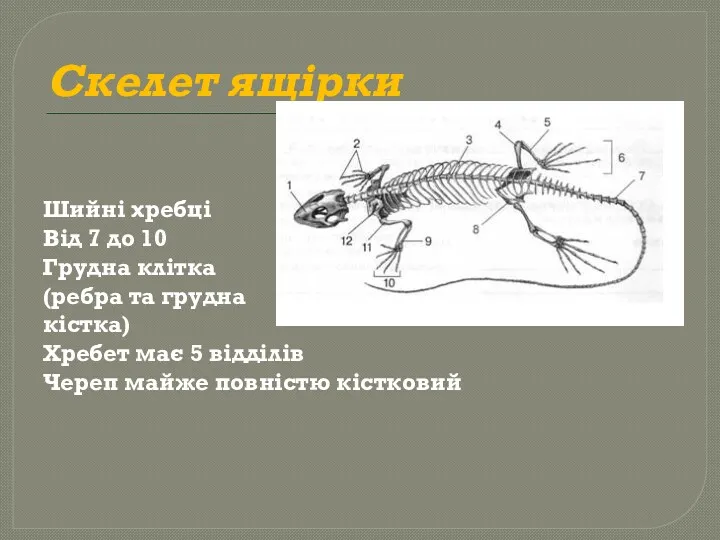 Скелет ящірки Шийні хребці Від 7 до 10 Грудна клітка