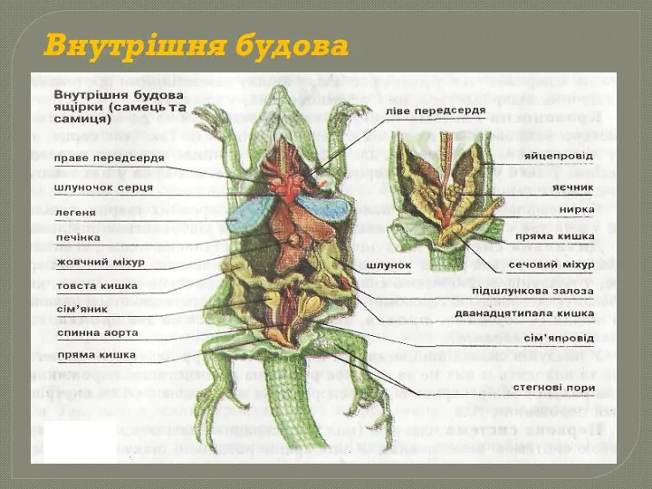 Внутрішня будова