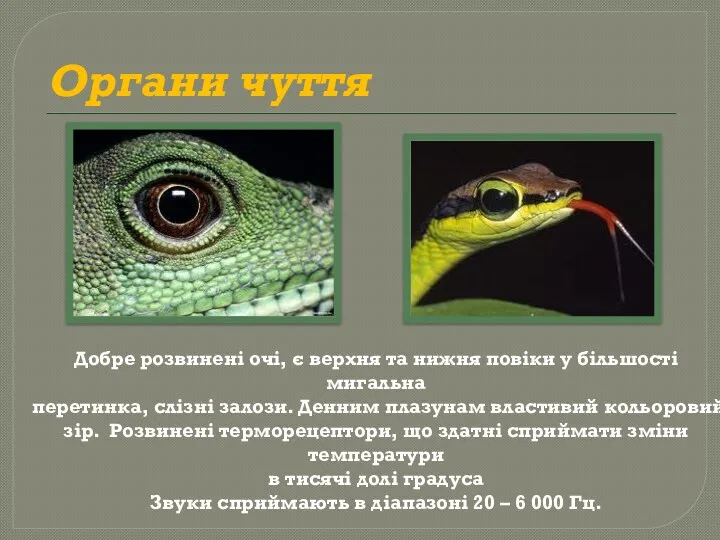 Органи чуття Добре розвинені очі, є верхня та нижня повіки