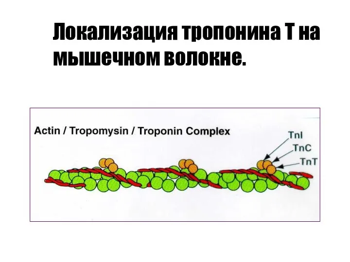 Локализация тропонина Т на мышечном волокне.