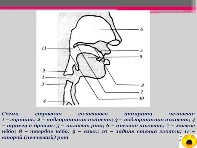Схема строения голосового аппарата человека: 1 – гортань; 2 – надгортанная полость; 3