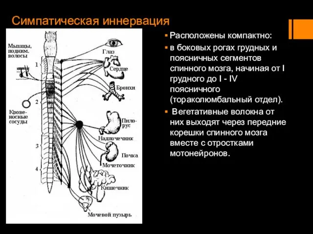 Симпатическая иннервация Расположены компактно: в боковых рогах грудных и поясничных сегментов спинного мозга,
