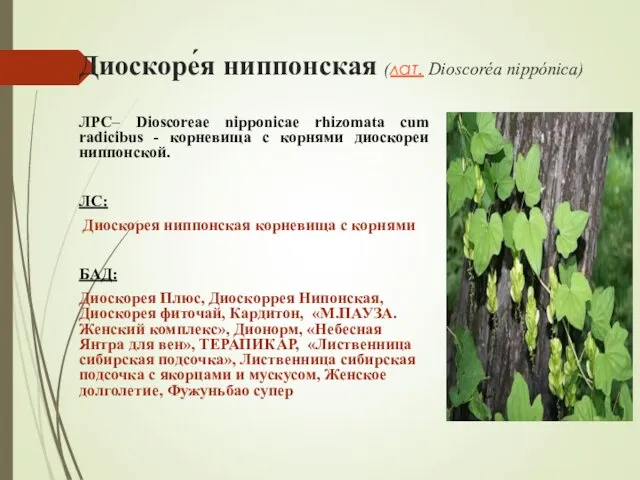 Диоскоре́я ниппонская (лат. Dioscoréa nippónica) ЛРС– Dioscoreae nipponicae rhizomata cum