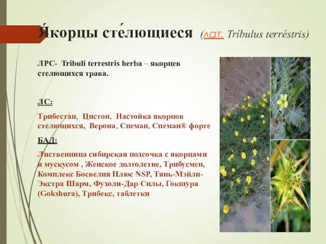 Я́корцы сте́лющиеся (лат. Tríbulus terréstris) ЛРС- Tribuli terrestris herba –
