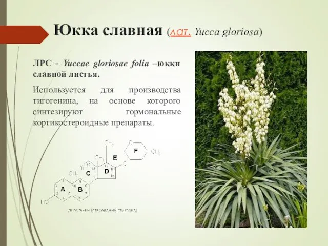 Юкка славная (лат. Yucca gloriosa) ЛРС - Yuccae gloriosae folia