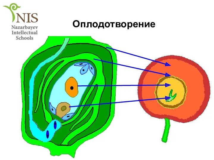 Оплодотворение