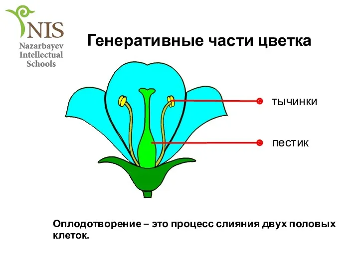 Генеративные части цветка Оплодотворение – это процесс слияния двух половых клеток.