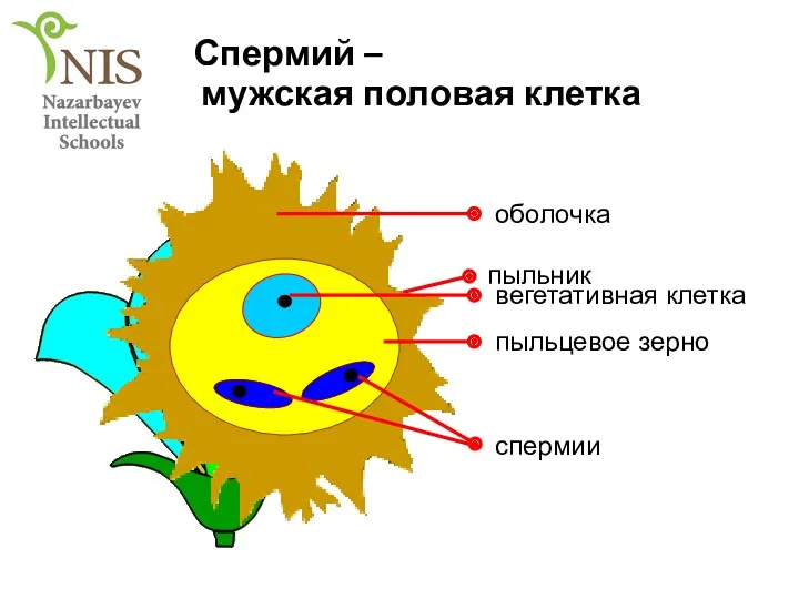 Спермий – мужская половая клетка