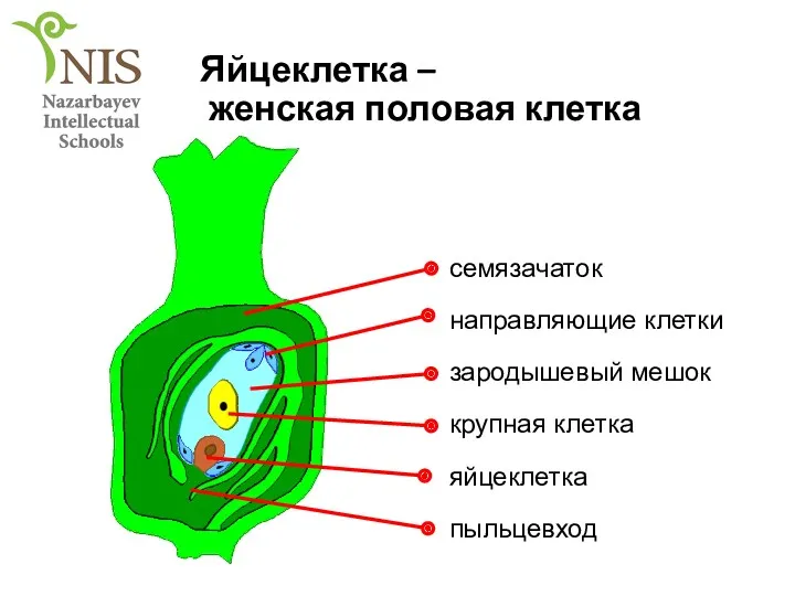 Яйцеклетка – женская половая клетка