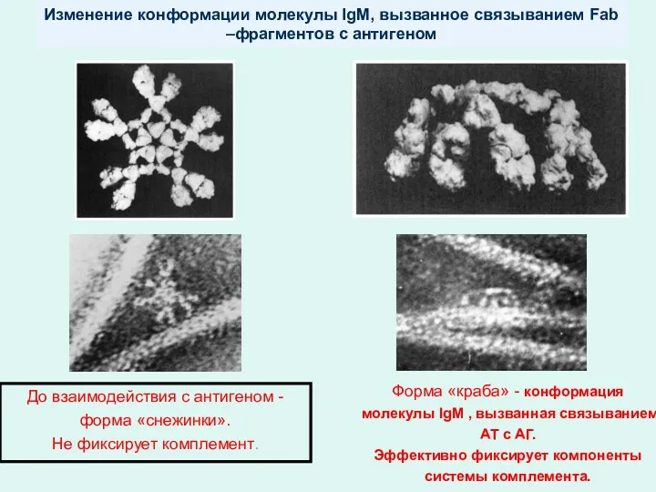 Изменение конформации молекулы IgM, вызванное связыванием Fab –фрагментов с антигеном