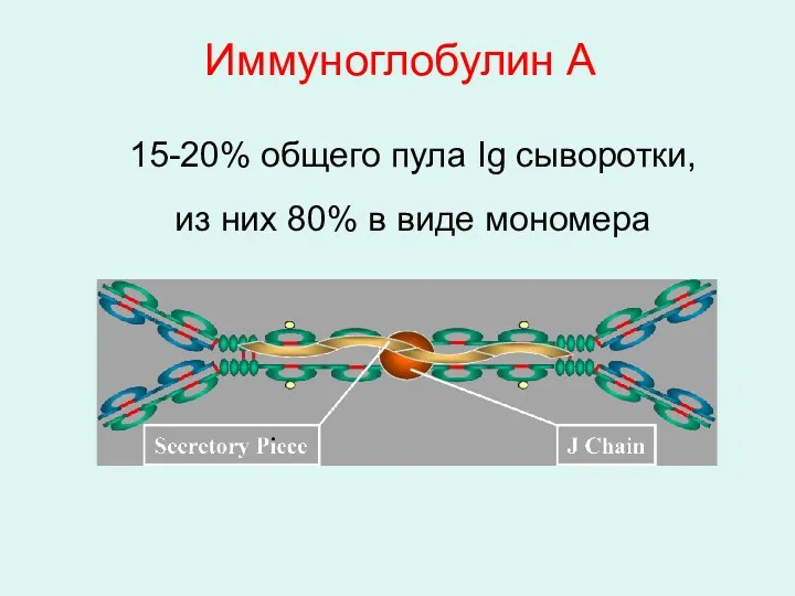 Иммуноглобулин A 15-20% общего пула Ig сыворотки, из них 80% в виде мономера