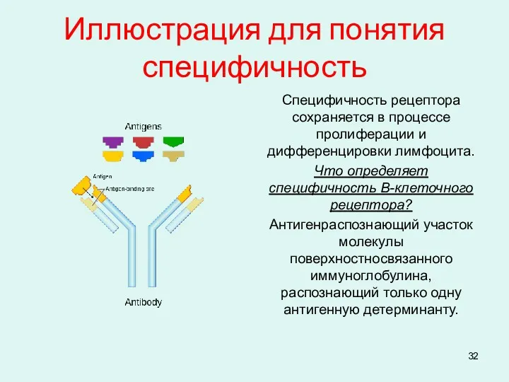 Иллюстрация для понятия специфичность Специфичность рецептора сохраняется в процессе пролиферации и дифференцировки лимфоцита.