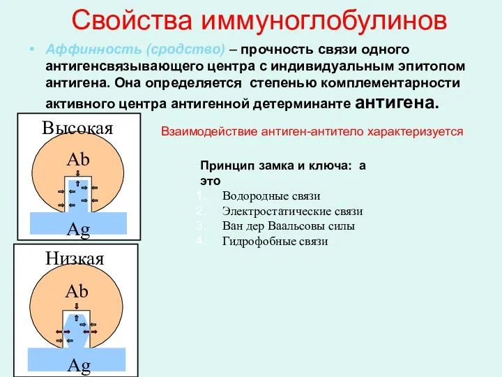 Свойства иммуноглобулинов Аффинность (сродство) – прочность связи одного антигенсвязывающего центра