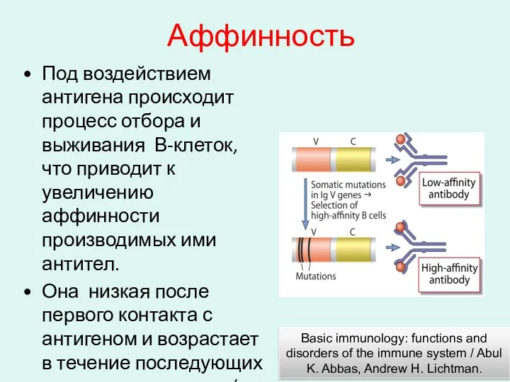 Аффинность Под воздействием антигена происходит процесс отбора и выживания В-клеток, что приводит к