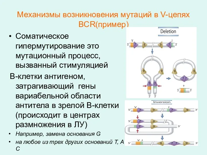 Механизмы возникновения мутаций в V-цепях BCR(пример) Соматическое гипермутирование это мутационный процесс, вызванный стимуляцией