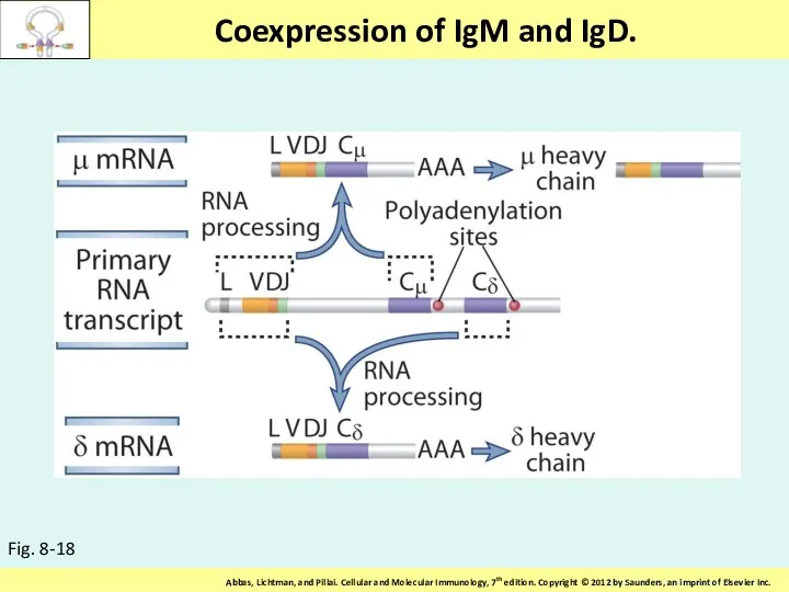 Coexpression of IgM and IgD. Fig. 8-18
