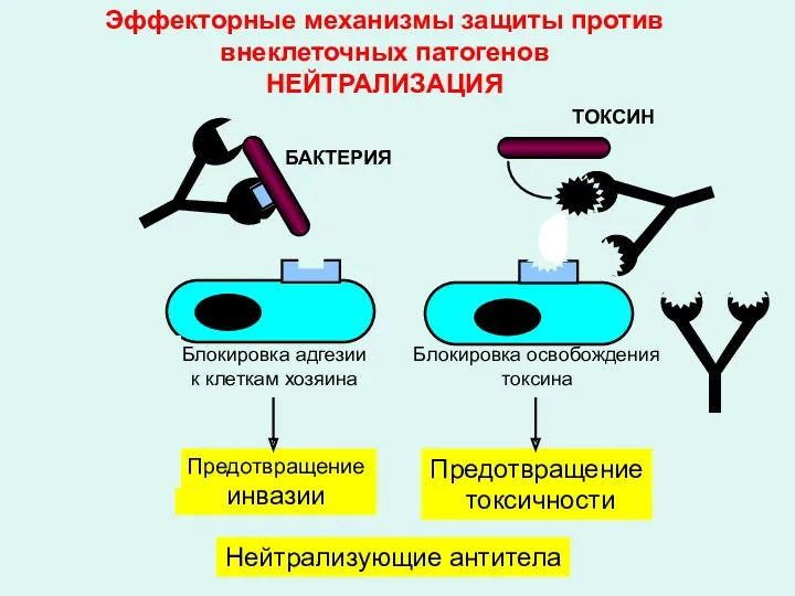 Эффекторные механизмы защиты против внеклеточных патогенов НЕЙТРАЛИЗАЦИЯ Нейтрализующие антитела БАКТЕРИЯ ТОКСИН